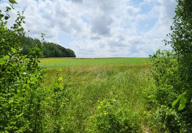 Tour Wandern Mettet - Pontaury 210623 - Photo