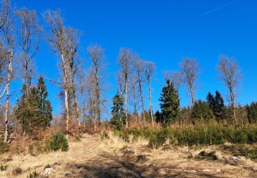 Tour Wandern Tenneville - Marche ADEPS Laneuville-auBois - 15Km - Photo