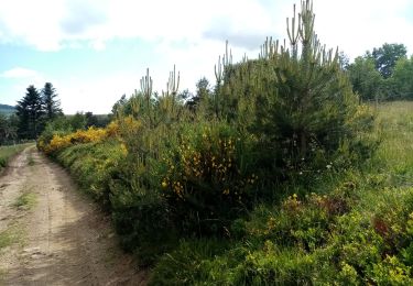 Tocht Stappen Saint-Bonnet-le-Courreau - la montagne de Courreau - Photo