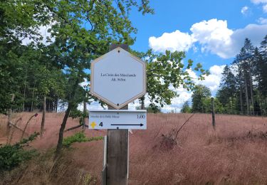 Percorso Marcia Houffalize - rando wibrin 14-07-2024 - Photo