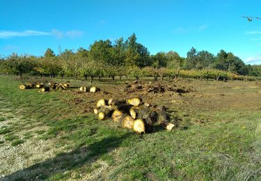 Tour Wandern Coulanges-la-Vineuse - AVF Coulanges 08-11-23 - Photo