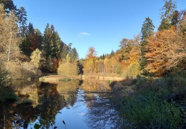 Excursión Bici de montaña Baccarat - VTT BADMENIL 16/11/19 - Photo