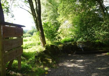 Tour Zu Fuß Willebadessen - Willebadessen Route 4 - Photo