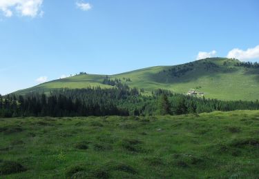 Tour Zu Fuß Abtenau - Postalm Rundweg 2 - Photo