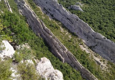 Trail Walking Plan-d'Aups-Sainte-Baume - plan d'aups ste baume - Photo