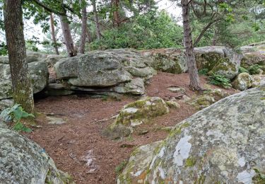 Tocht Stappen Fontainebleau - Bourron-Marlotte sentier Denecourt 11 - Photo