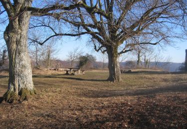 Tocht Te voet Eningen unter Achalm - blaues Dreieck Metzingen - Eningen - Photo