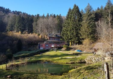 Trail Walking Lepuix - Malvaux - Ballon d'Alsace - Photo