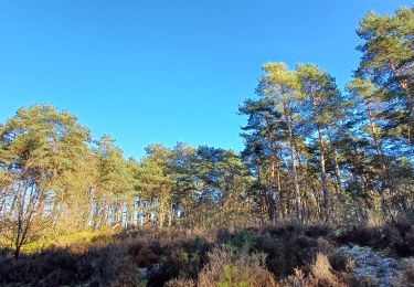 Tour Wandern Maasmechelen - reserve naturel hoge kempen - Photo