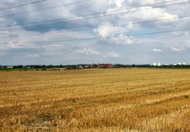 Randonnée A pied Lampertheim - Rundwanderweg Biblis Altwert 3: Maulbeerauen-Weg - Photo