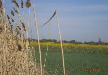 Excursión A pie Szklary - Zielony Ziębice PKP - Grodków PKP - - Photo