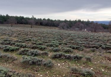 Tocht Stappen Flassan - Tricotage au Rocassou, à la recherche du sentier perdu !!!! - Photo