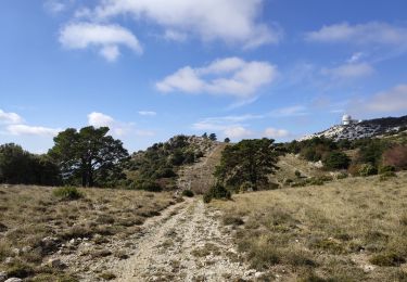 Trail Walking Plan-d'Aups-Sainte-Baume - Pic de Bertagne - Grotte Betton - Le plan d'aups - Photo