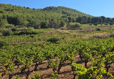 Tour Wandern Saint-Cyr-sur-Mer - Port d'Alon Rando Santé  - Photo