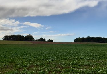 Tocht Stappen Les Ventes - Forêt des Ventes - Photo