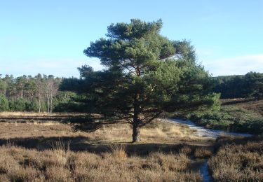 Tocht Te voet Heerlen - Brunssummer Heide Donkergroene route - Photo