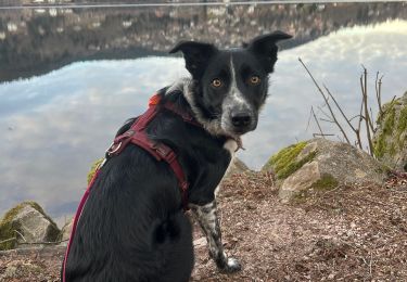 Trail Walking Gérardmer - Tour du lac de Gerardmer - Photo