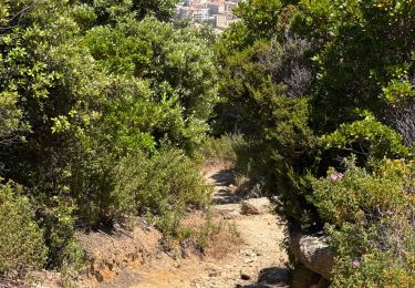 Trail sport Calvi - ND de la Serra - Photo