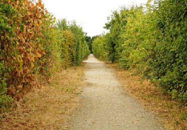 Percorso Marcia Brie-Comte-Robert - Chemin des Roses - Brie-Comte-Robert / Yébles - Photo