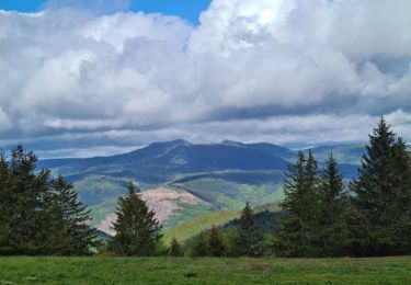 Trail Walking Grendelbruch - Tour du petit Rosskopf & piton du Falkenstein - Photo