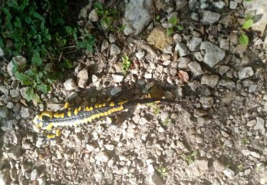 Tour Wandern Saou - Pézillet à Saou - Photo