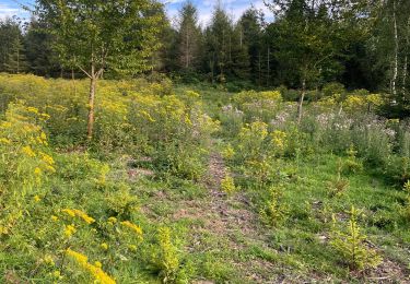 Randonnée Trail Bertrix - Local hike - Photo