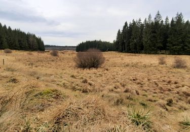 Tour Wandern Büllingen - Vallée de la Schwalme - Photo