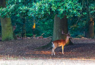 Tour Zu Fuß Dülmen - An der Ziegenweide Rundweg A4 - Photo