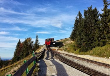 Randonnée A pied Sankt Gilgen - Schafbergweg - Photo