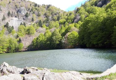 Trail Walking Rimbach-près-Masevaux - Rimbach Haute Bers - Photo