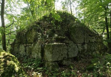 Percorso A piedi Nittenau - Wilder Mann 011, Naturpark Vorderer Bayerischer Wald - Photo