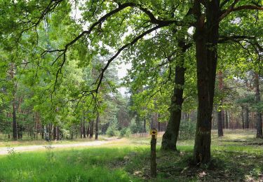 Trail On foot Byhleguhre-Byhlen - Wanderweg Byhleguhrer See-Byhleguhre-Bismarkturm-Burg - Photo