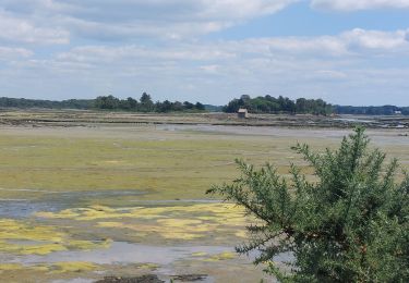 Trail Walking Plouhinec - PR_56_Plouhinec_AB_08_La-Ria-Par-Les-Pinedes_Circuit1b_20240624 - Photo
