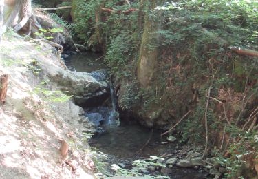 Tour Wandern Ohey - bois d'Ohey - Photo