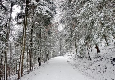 Tocht Te voet Gomadingen - Hohenzollernweg - Wanderweg - Photo