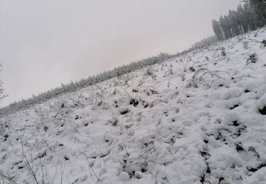 Excursión Senderismo Theux - La fagne entre Theux et Stoumont - Photo