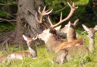 Percorso A piedi Baiersbronn - Baiersbronner Himmelsweg: Naturgewalten-Tour - Photo