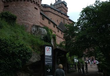 Trail Walking Orschwiller - 2024-06-08 Haut koenigsbourg  - Photo