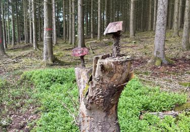 Trail Walking Manhay - La Forge a l‘Aplez - Photo