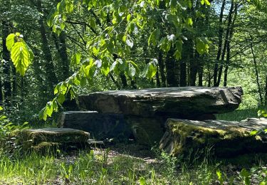 Randonnée Marche Bertrix - Bertrix arboretum  - Photo