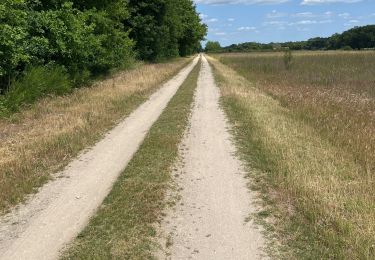 Tocht Stappen Vernou-en-Sologne - Vernou en Sologne (départ la Boulardière)  - Photo