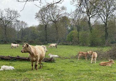 Percorso sport Iffendic - Étang de tremplin - Photo