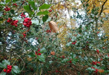 Trail Walking Fontainebleau - la Solle 24 novembre 2022  - Photo