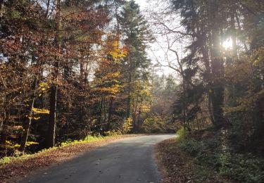 Tocht Wegfiets Onbekend - Krakow - Ocjow - Photo