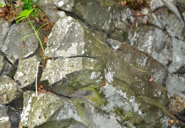 Percorso A piedi Hessisch Lichtenau - Rundweg um das Viehhaus - Photo