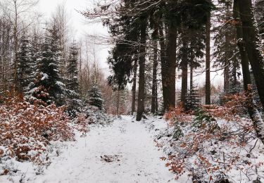 Excursión Senderismo Vielsalm - Forêt domaniale du Grand-Bois  - Photo