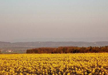 Trail On foot Jettingen - Sulz am Eck - Herrenplatte (Jettingen) - Photo