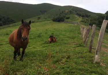 Trail Walking Ainhoa - Ainhoa tour d’errebi par col des trois croix  - Photo