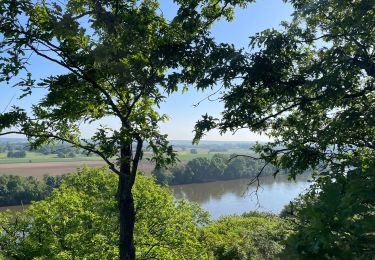 Trail sport Chalonnes-sur-Loire - Randonnée Chalonnes  - Photo