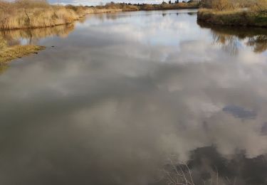 Trail Walking Fréjus - z les étangs de Villepey 18-12-18 - Photo